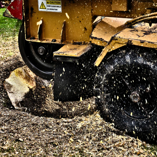 ongoing stump grinding session